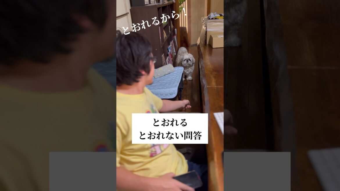 とおれる？とおれない？ #shorts #shihtzu #犬