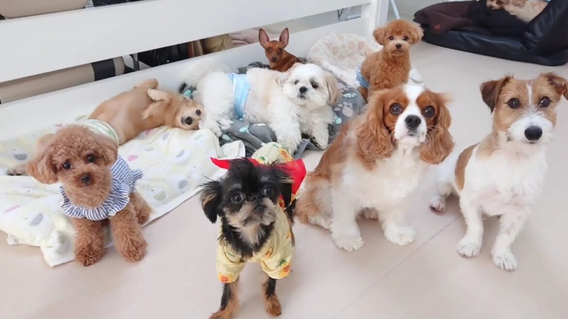 今日も元気に遊びましたとさ　🐶ひみつきちなう！②🐶  2023年8月24日