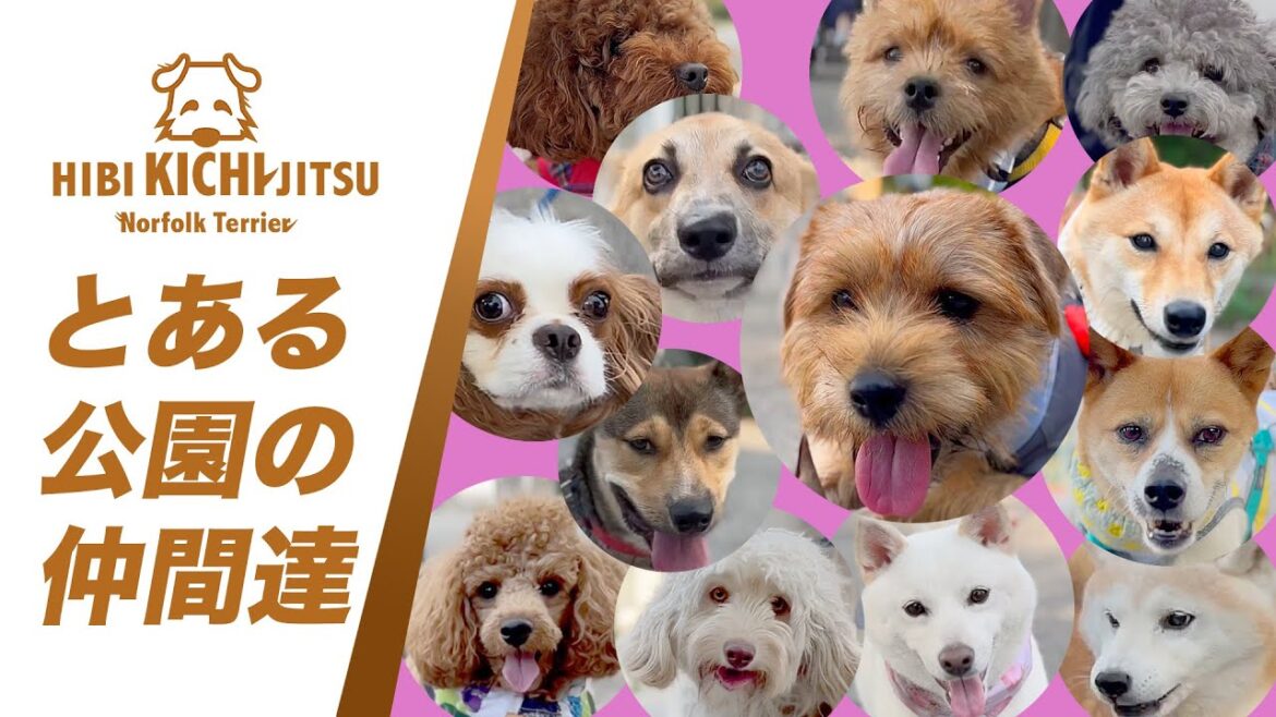 愛犬キチ  夏の早朝「とある公園の仲間達」 【friends  dog  ノーフォークテリア norfolkterrier 】