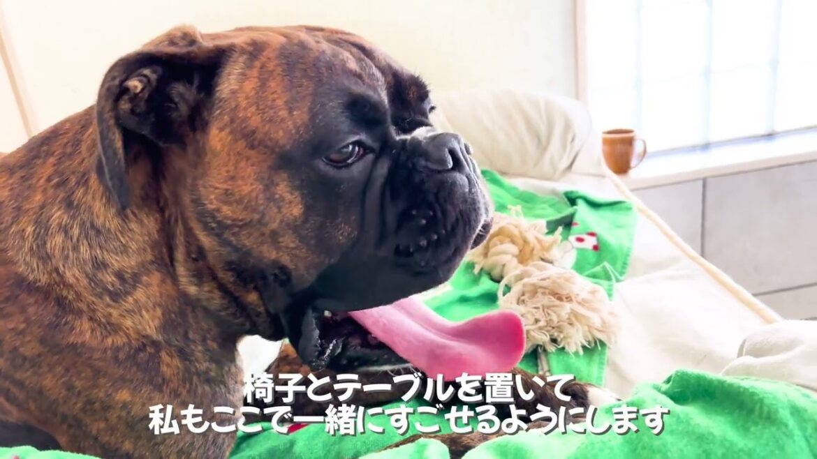 日本一繊細なボクサー犬はこちらです【えっ！そんなこと気になるの？？】