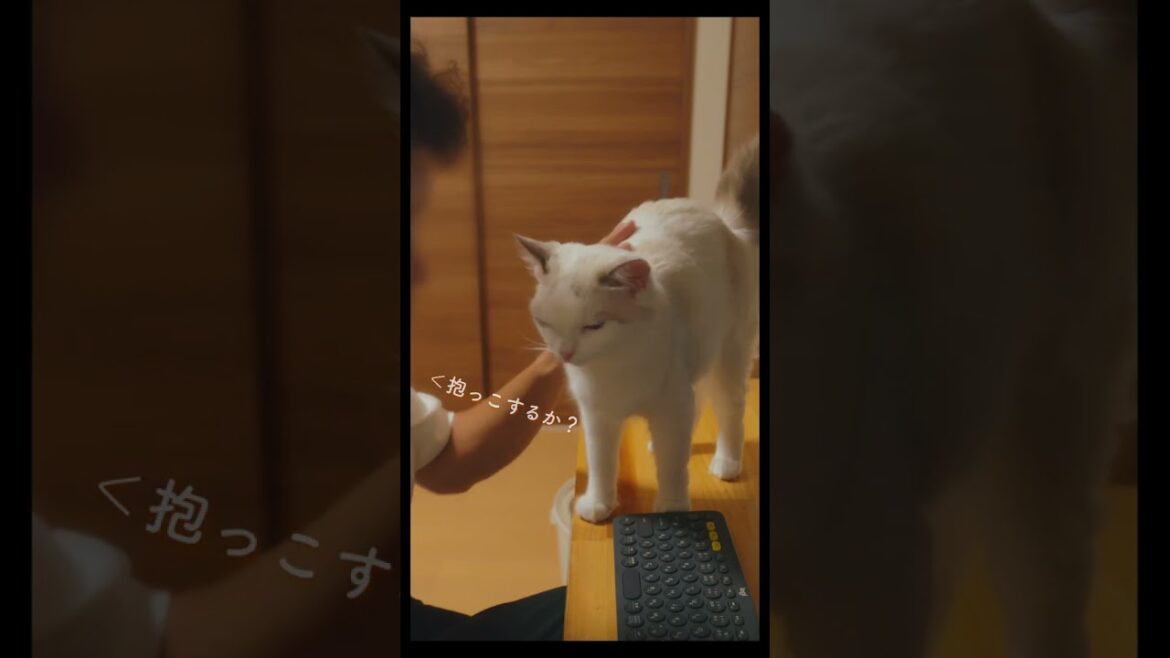 抱っこしてほしくてワンと鳴く猫 #猫 #ラグドール #ragdollcat 抱っこしてほしくてワンと鳴く猫 #猫 #ラグドール #ragdollcat