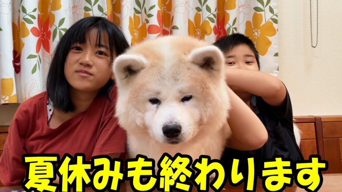 秋田犬そうすけ君の夏休み