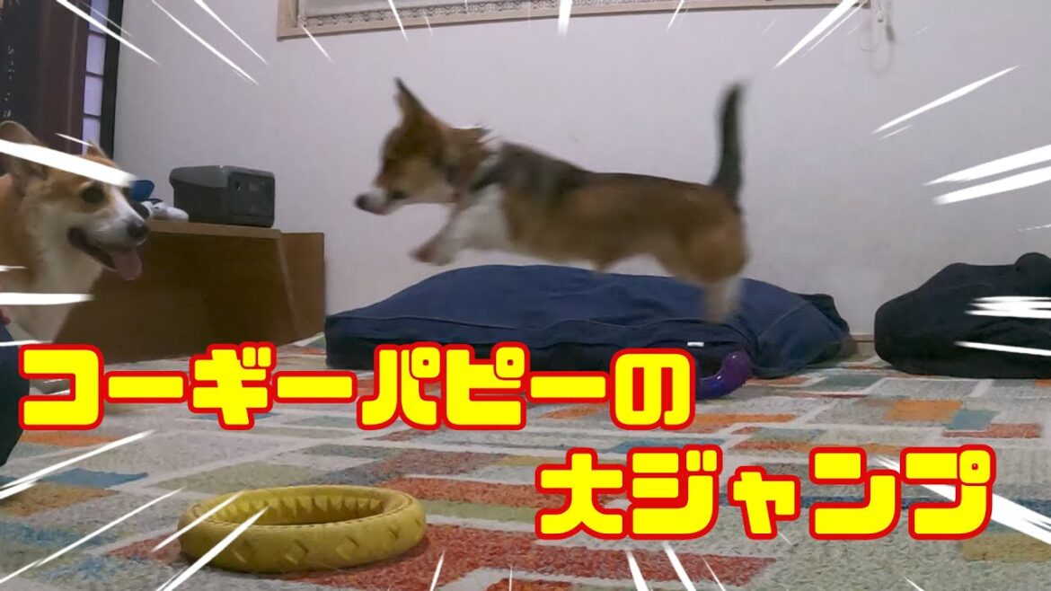【パピー】コアが我が家にやってきた