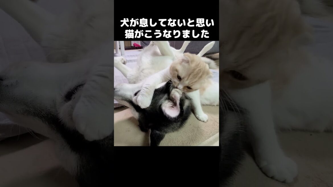 犬が息してないと思い猫がこうなりました...笑#shorts