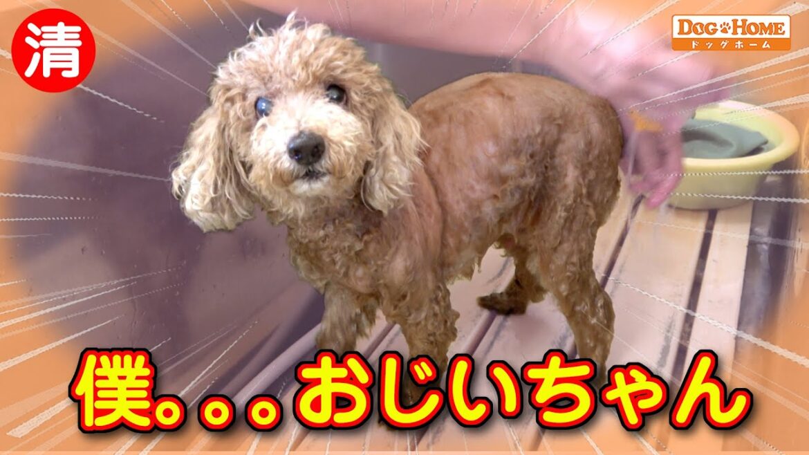 シニア犬がんばれ! ビックリして噛む・認識させてあげる大事さ 【トイプードルのハッピーくんのシャンプー編】 ୨୧∵トリミング サロン DOG HOME ドッグホーム∵୨୧ シニア犬がんばれ! ビックリして噛む・認識させてあげる大事さ 【トイプードルのハッピーくんのシャンプー編】 ୨୧∵トリミング サロン DOG HOME ドッグホーム∵୨୧