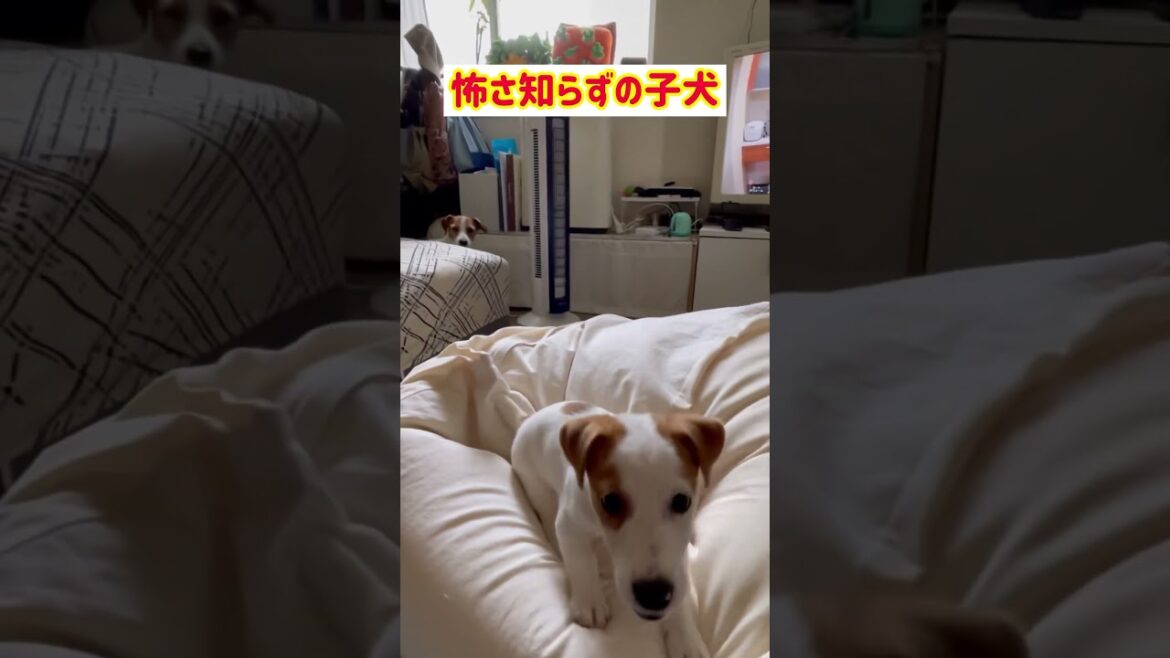 子犬の飛び方💦ジャックラッセルテリアのひまわり&つばき【ひまチャンネル】