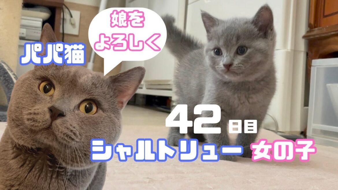可愛い子猫のご案内【シャルトリュー子猫】