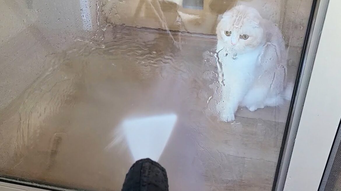 猫と犬がまさかの大興奮！一体何があったんだ？