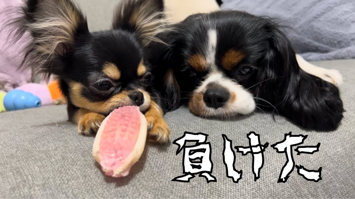 子犬のチワワって強くね？…心を折られてしまった先住犬の姿がこちら#フレンチブルドッグ #キャバリア #チワワ #多頭飼い #いぬ
