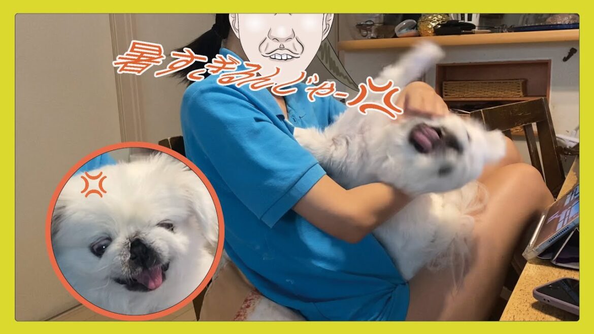 想定外に暑すぎる夏… 外出できないストレスがピークに達する2匹です 想定外に暑すぎる夏… 外出できないストレスがピークに達する2匹です