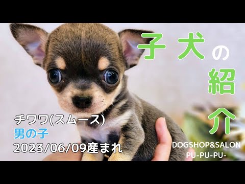 御家族様決まりました!チワワ(スムースコート)の男の子【ドッグサロンプープープー 北海道 函館市 ペットショップ 子犬 販売】 御家族様決まりました!チワワ(スムースコート)の男の子【ドッグサロンプープープー 北海道 函館市 ペットショップ 子犬 販売】