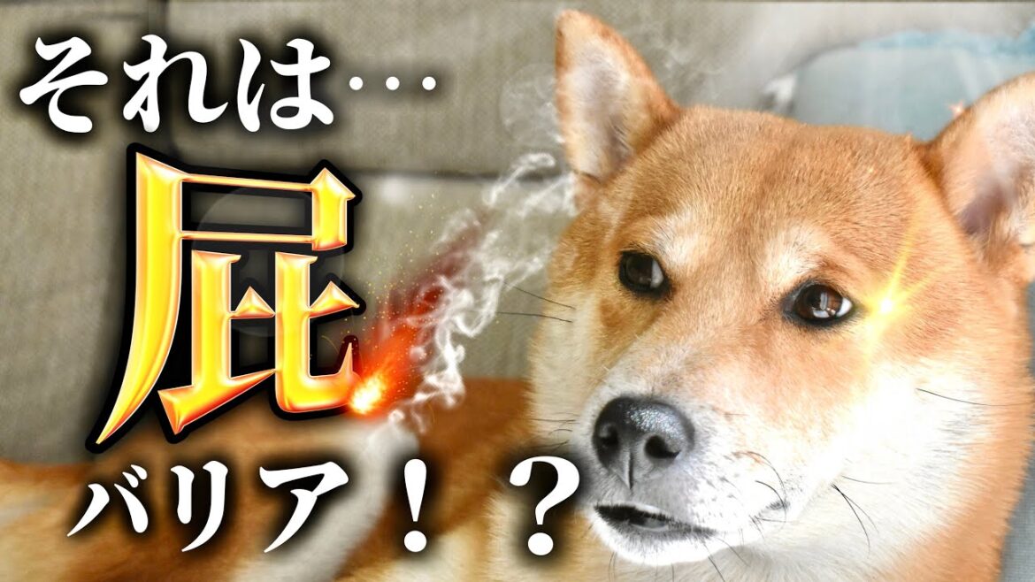 柴犬と楽しむ屁の世界は1500m走の匂いがした【あるじのステップ】