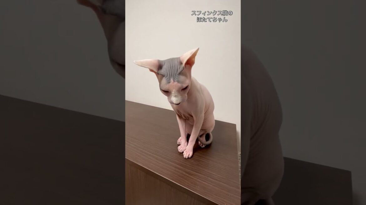 遊ばれていることに気がつき顔が怖くなるほたて【スフィンクス　猫】