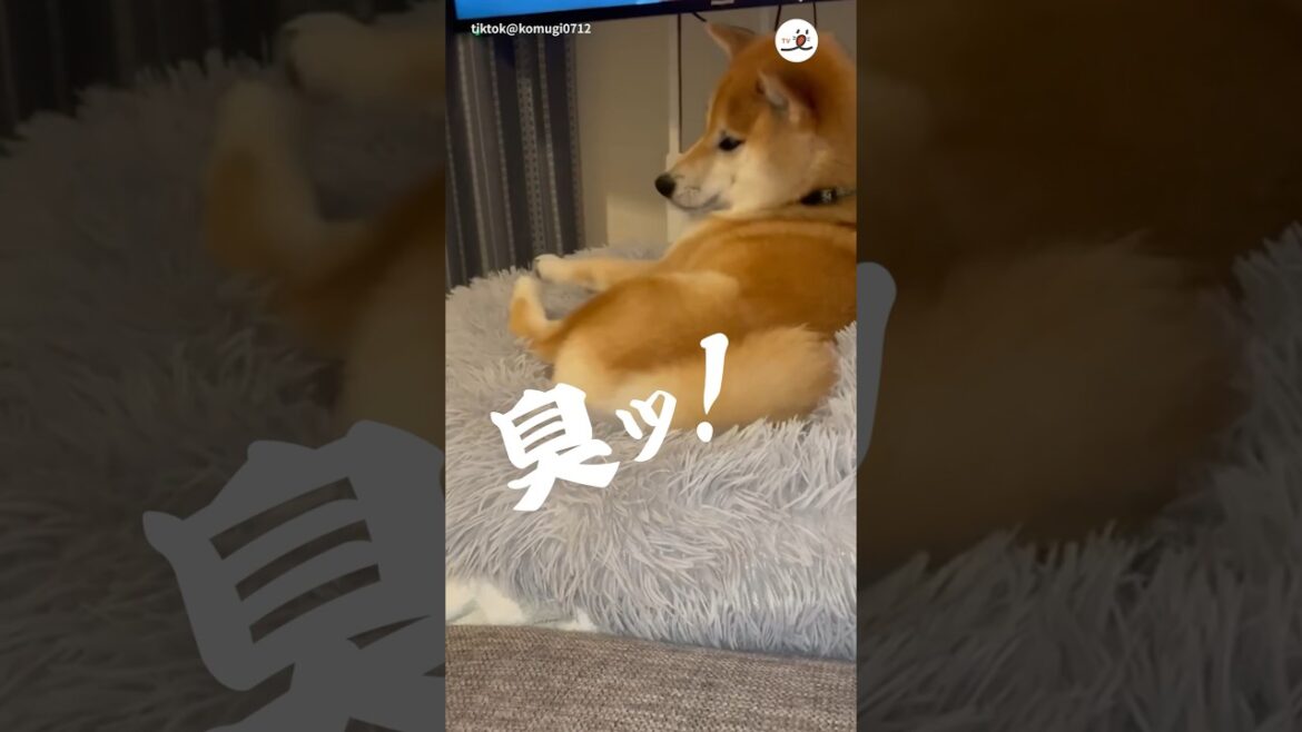 自分のニオイに飛び上がる柴犬さん|PECO #柴犬 #柴犬のいる暮らし #動物おもしろ動画 #shibainu #shiba #shiba_inu #赤柴 #茶柴 #funnydogs 自分のニオイに飛び上がる柴犬さん|PECO #柴犬 #柴犬のいる暮らし #動物おもしろ動画 #shibainu #shiba #shiba_inu #赤柴 #茶柴 #funnydogs
