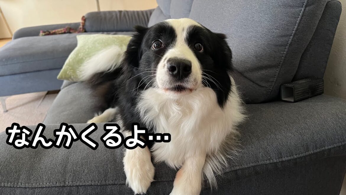 台風接近中の愛犬の様子 #ボーダーコリー #bordercollie #犬