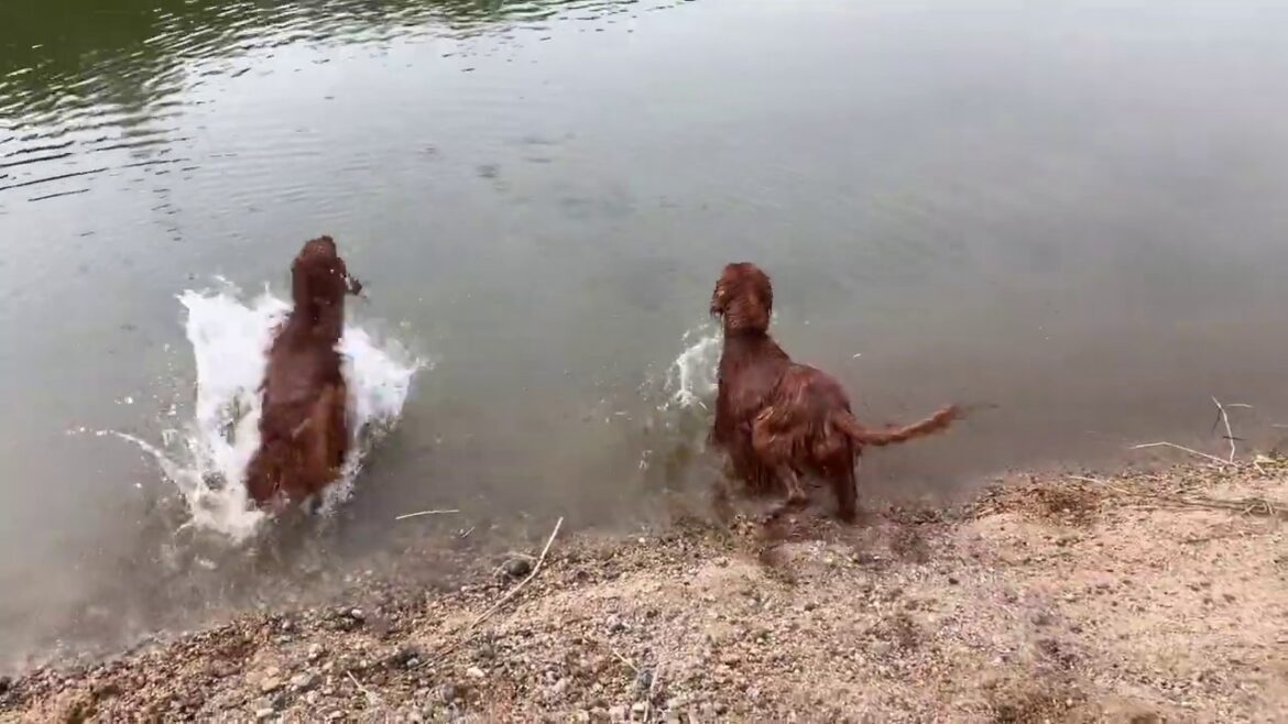 【泳ぐ犬】泳ぎが上手なアイリッシュセター Irish Setter that swims well