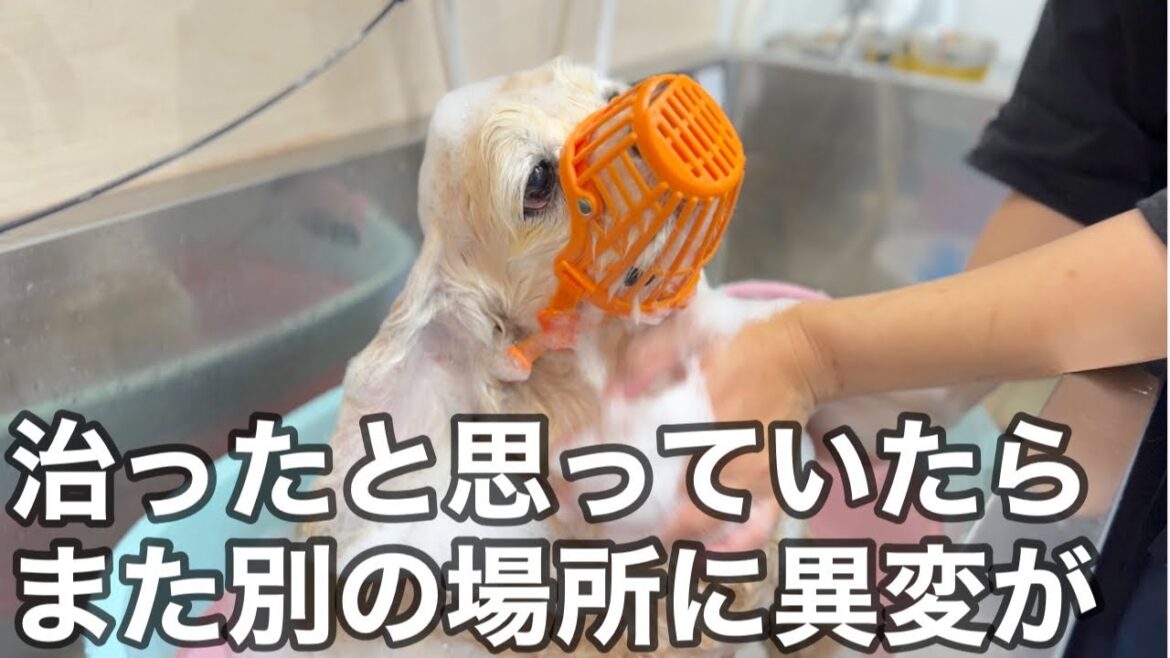 皮膚のダメージが多いアメリカンコッカースパニエル（ココちゃん）