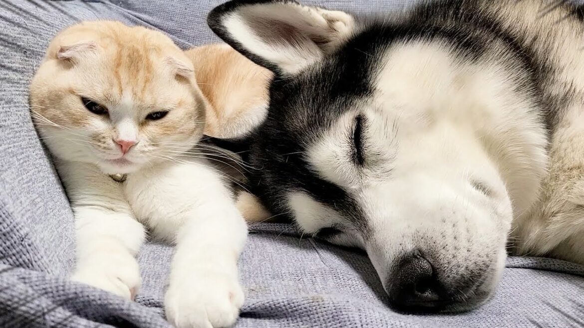 夜中に寝ぼけて朝だと勘違いして犬を起こしたらこうなった...笑