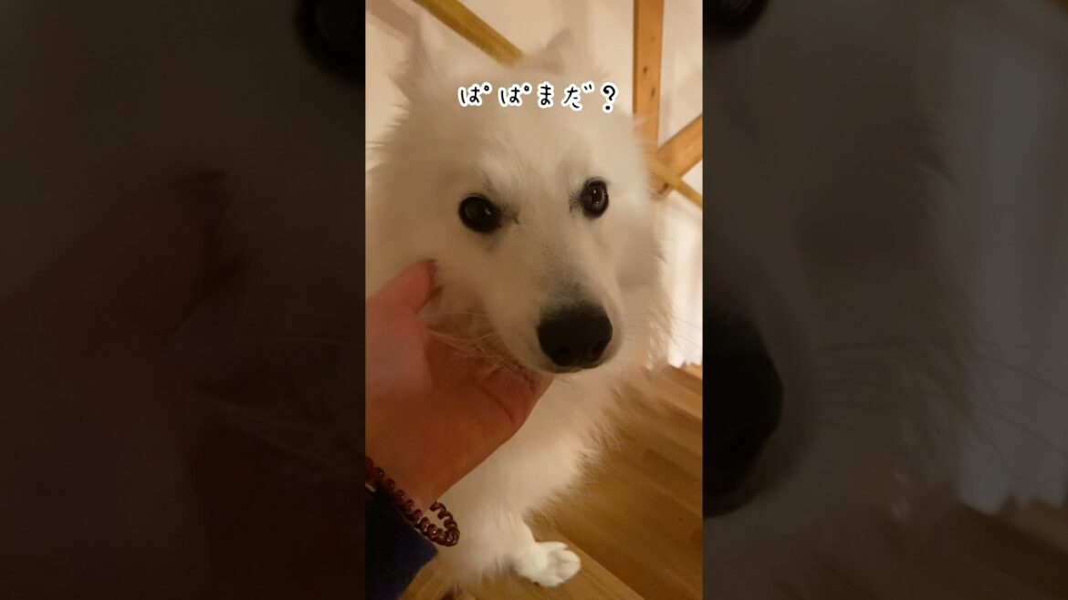 パパが帰ってくると思って玄関を見張ってる犬が尊い　#日本スピッツ #japanesespitz #shorts