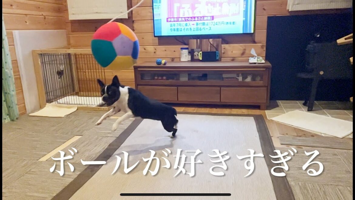 【ボストンテリア】寅次郎のオンとオフ