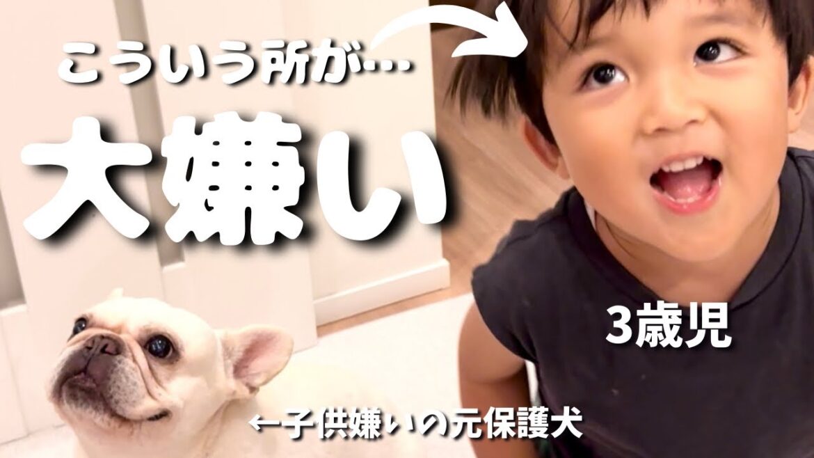 子供嫌いの元保護犬と3歳児息子の温度差がある日常