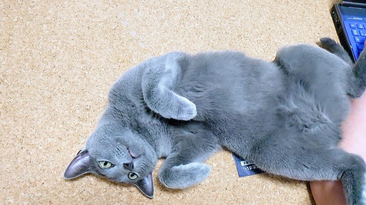 【猫動画】今日も自分だけが触りたいツンデレロシアンブルー【russianbule】Tsundere Russian blue that only I want to touch today 【猫動画】今日も自分だけが触りたいツンデレロシアンブルー【russianbule】Tsundere Russian blue that only I want to touch today