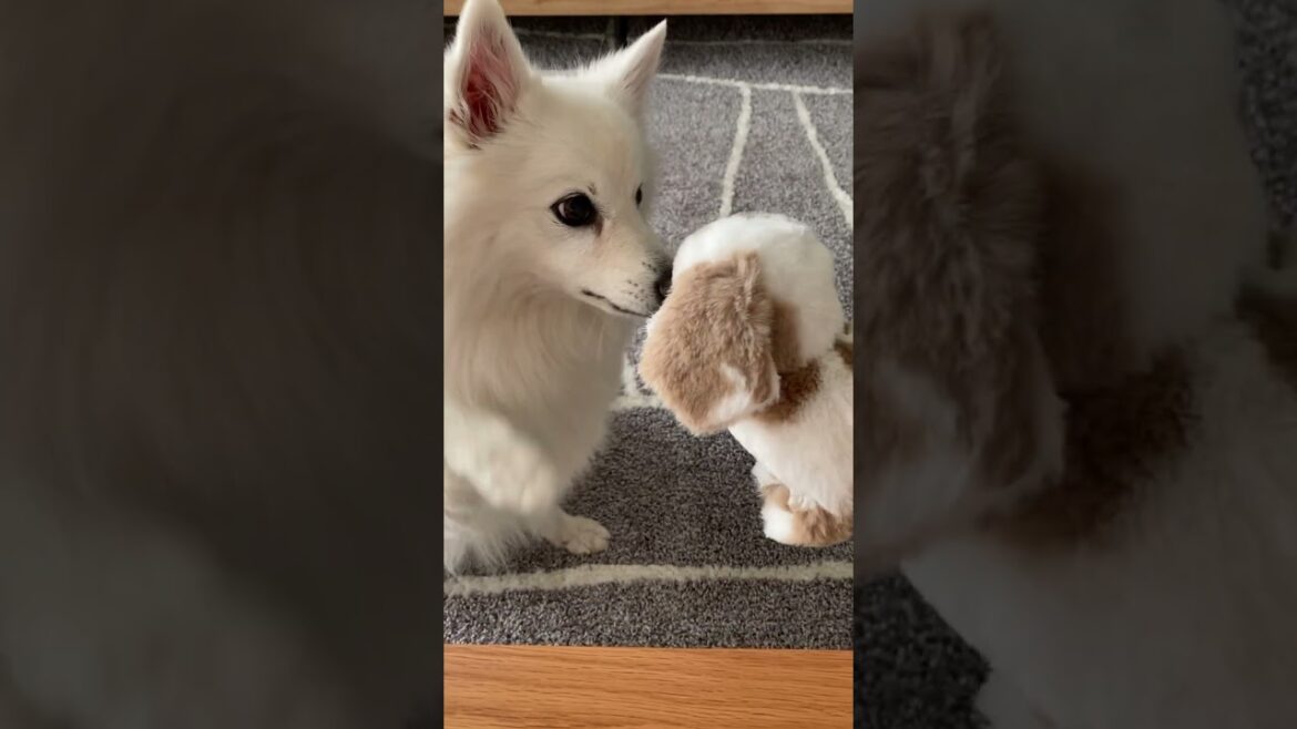 愛犬に動く犬のぬいぐるみをプレゼントした反応がこちら 【日本スピッツ】 #shorts  #犬のぬいぐるみ  #3coins