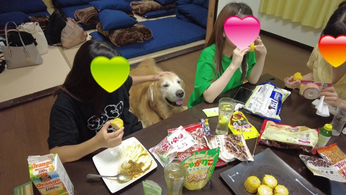 女子会に参加する!可愛い大型犬が見せる可愛い仕草(笑) 女子会に参加する!可愛い大型犬が見せる可愛い仕草(笑)