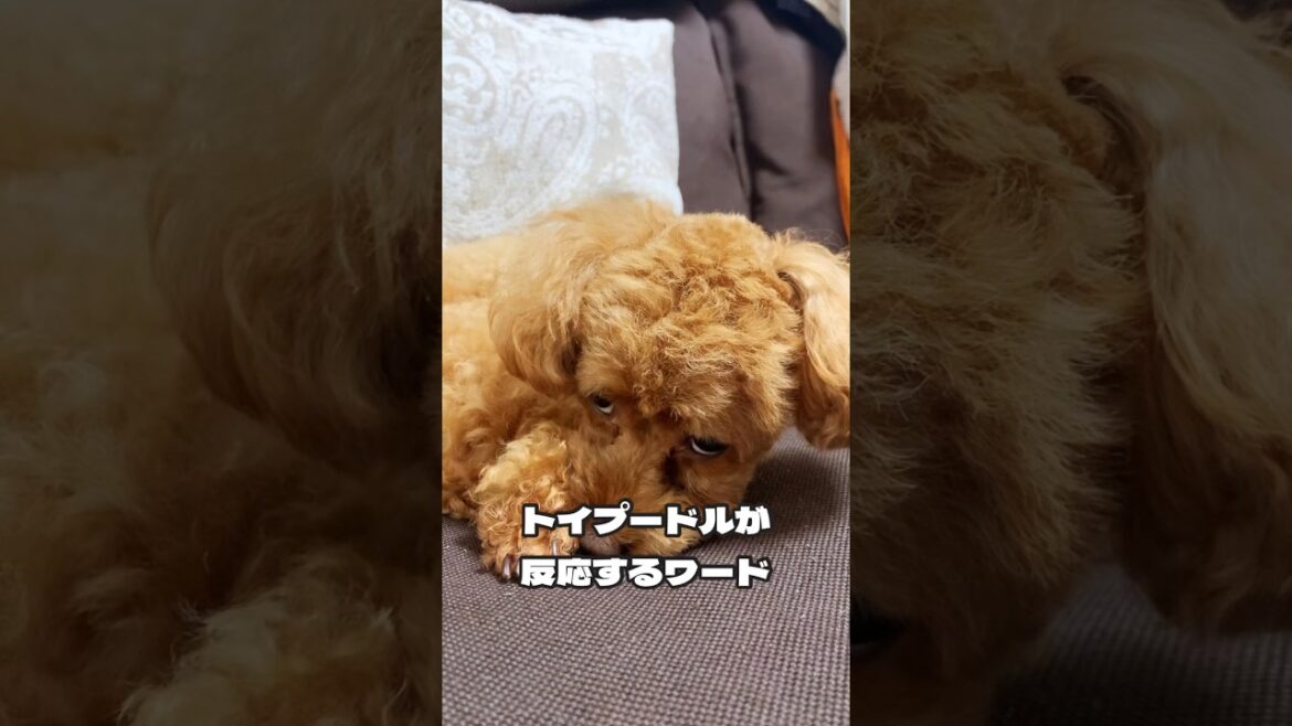 トイプードルが反応する言葉