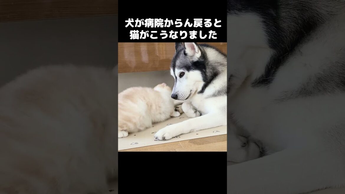 犬が病院から戻ると猫がこうなりました...#shorts