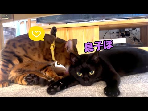 ベンガル子猫を自分の息子だとずっと思い込んでる黒猫さん ベンガル子猫を自分の息子だとずっと思い込んでる黒猫さん