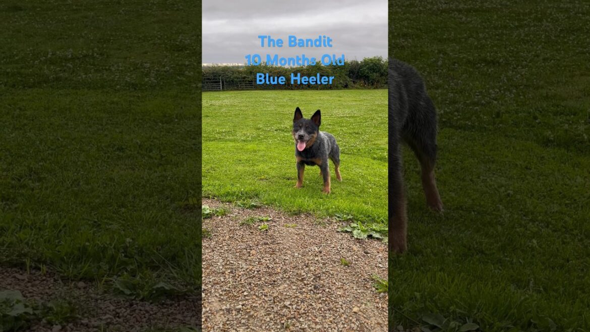 Bandit The Australian Cattle Dog Puppy In The U.K. 🇬🇧 Blue Heeler Crew #dogs