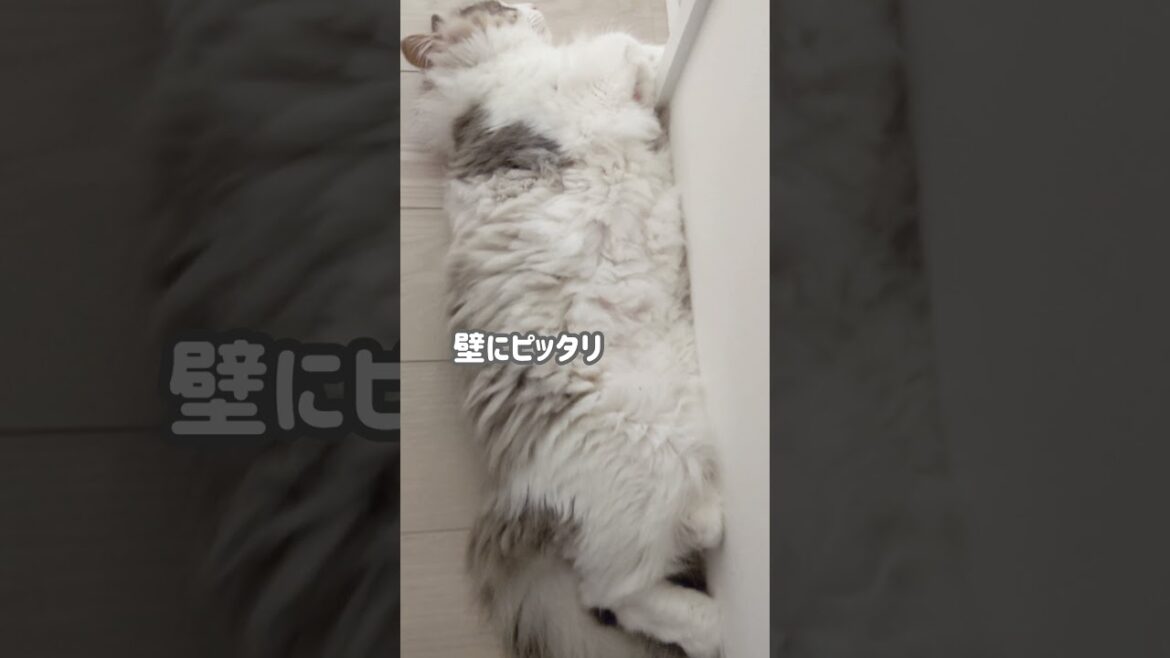 猫。爆睡、壁にピタッ！！【ミヌエット＆ノルウェージャンフォレストキャット】＃Shorts