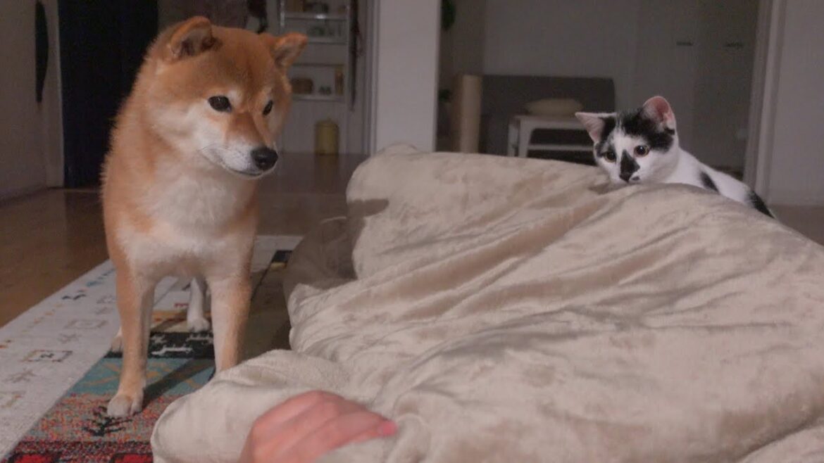 明日手術へ‥子猫と寝たい飼い主に全面協力する柴犬が可愛すぎた。。 明日手術へ‥子猫と寝たい飼い主に全面協力する柴犬が可愛すぎた。。