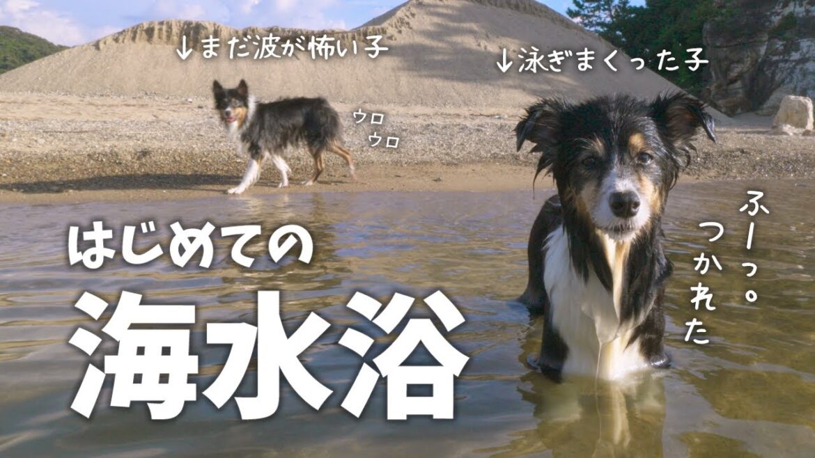 初めての海遊び。泳ぐのが得意なボーダーコリーと苦手なオーストラリアンシェパード