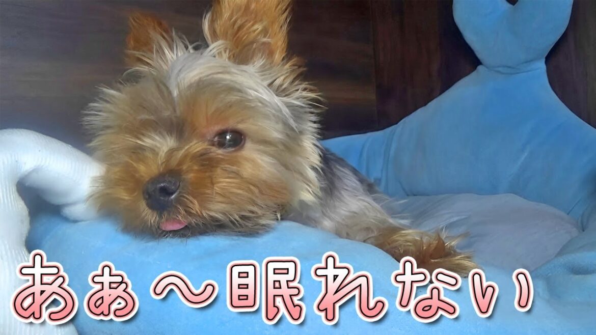 【ヨークシャテリア】眠れないヨークシャテリア【Yorkshire Terrier】