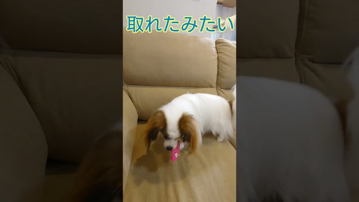 ワンだホルー♪ #パピヨン犬 #かわいい犬 #可愛い犬