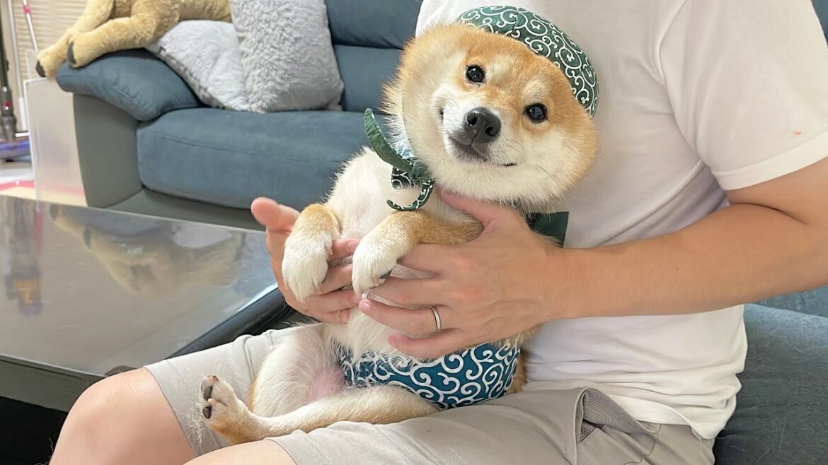 雷が怖すぎて震えが止まらない柴犬にあらゆる方法を駆使して雷対処法を探した結果… 雷が怖すぎて震えが止まらない柴犬にあらゆる方法を駆使して雷対処法を探した結果...