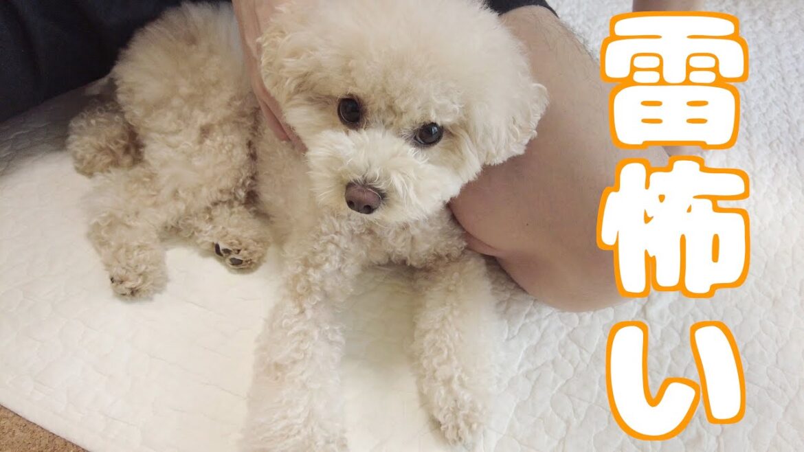 雷を怖がった愛犬がママを見捨ててパパに助けを求めました 雷を怖がった愛犬がママを見捨ててパパに助けを求めました