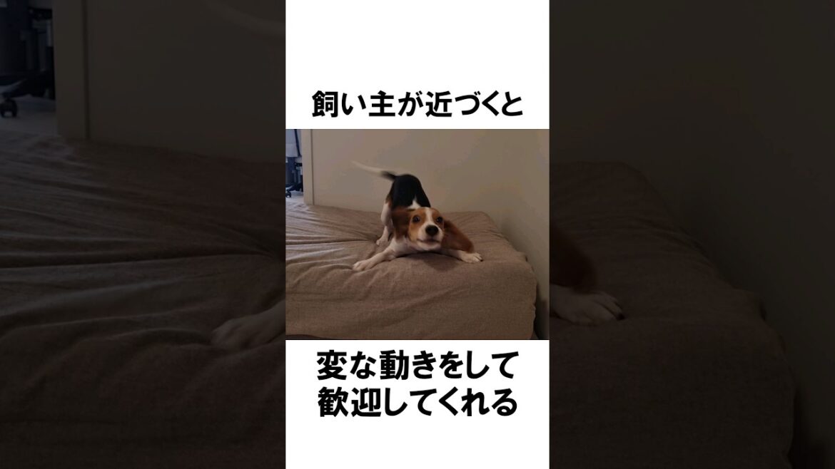 ビーグルあるある