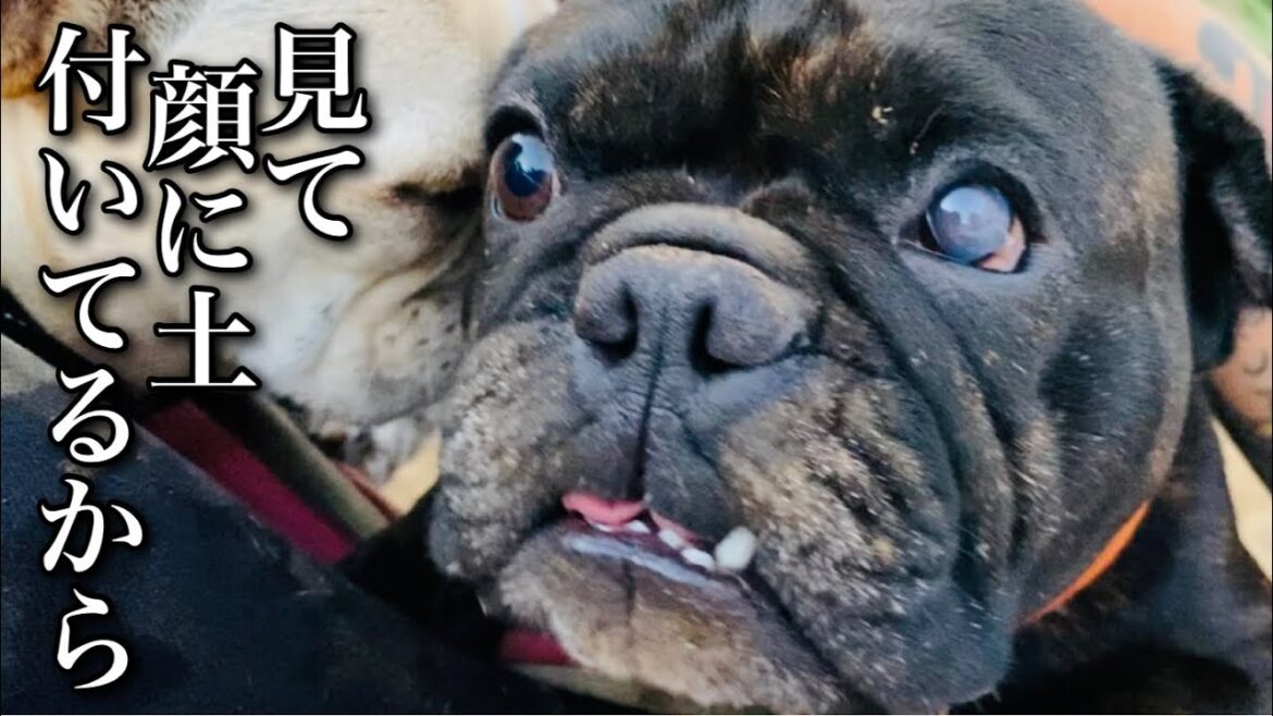 【かわいい】パパに構ってほしくて試行錯誤するフレンチブルドッグ達が愛おしい