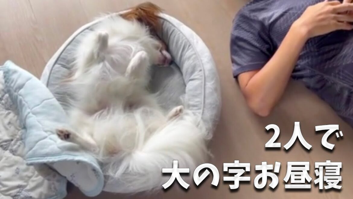 大の字でお昼寝するパピヨンと飼い主A。エアーおしっこ連発ですけど大丈夫ですか？飼い主Aは心配してますよ！#papillon #パピヨン