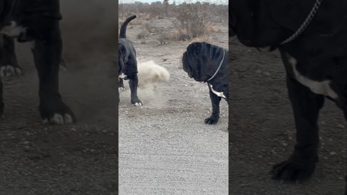 Neapolitan Mastiff in Launch 🚀 Mode
