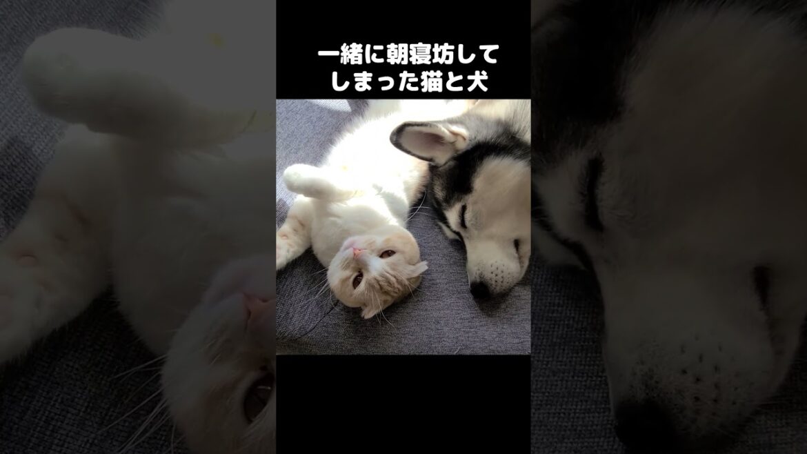 一緒に朝寝坊してしまった猫と犬がかわいい...#shorts