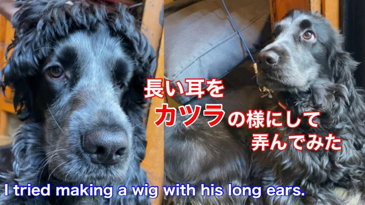 【ショート動画】長い耳を弄ばれるイングリッシュコッカースパニエル【ちよ君】癒し  #Shorts