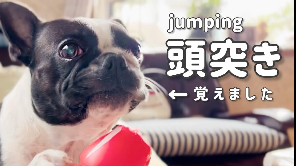 新技、飛び頭突き/シーズーを惑わす食欲/じゃんがら/ボストンテリアのお盆帰省:後編【ボステリ】 新技、飛び頭突き/シーズーを惑わす食欲/じゃんがら/ボストンテリアのお盆帰省:後編【ボステリ】