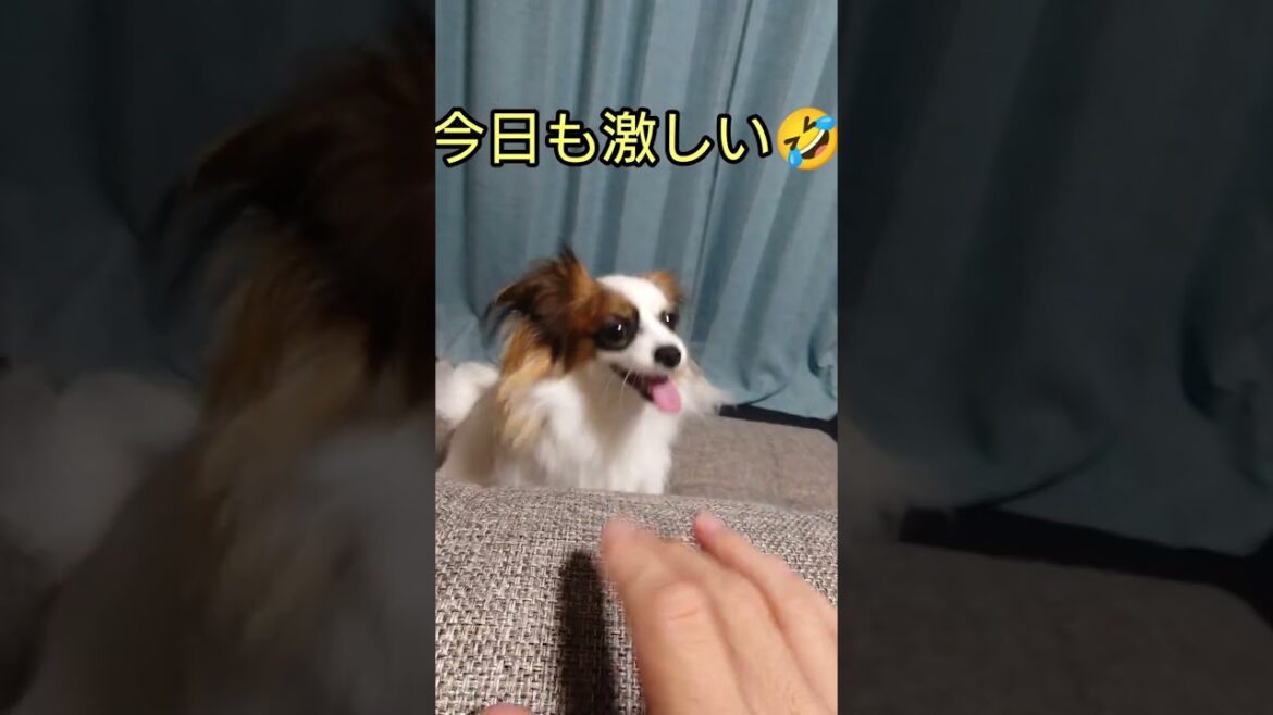 あそびたイーヌ #パピヨン犬 #かわいい犬 #可愛い犬