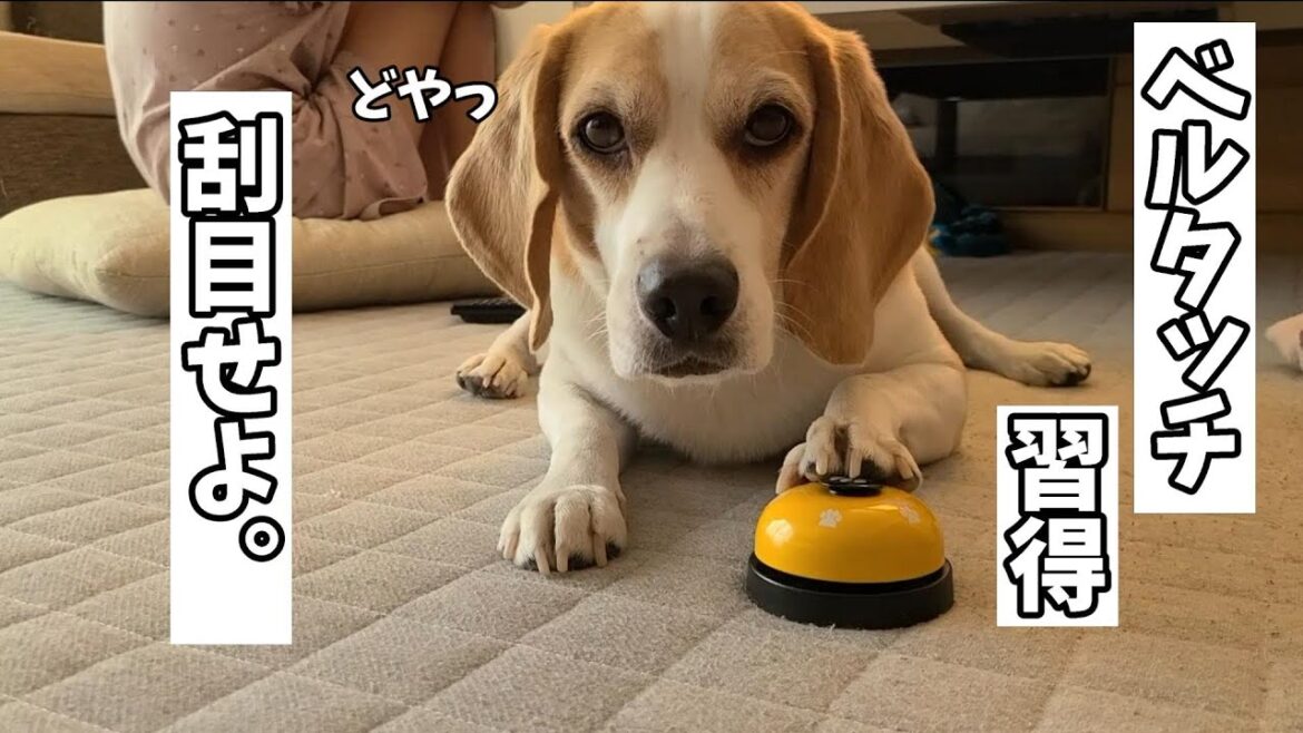 【完結】ついにならせた⁉ベル　ビーグル犬が数日間ベルタッチを頑張った結果