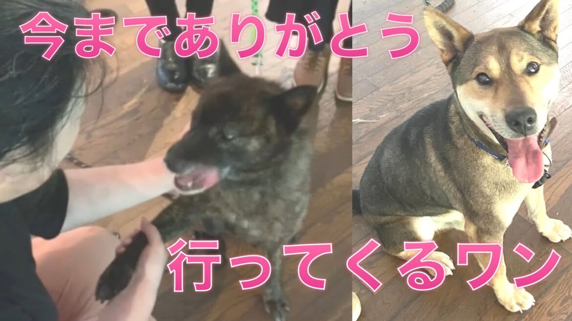 【64】山で野鳥を食べ生き抜いた甲斐犬四郎、長い鎖を引きずり歩いたジョン、２匹に最高の出会いが㊗️富士山六合目からの美しい日の出に保護犬猫達の幸せを願う