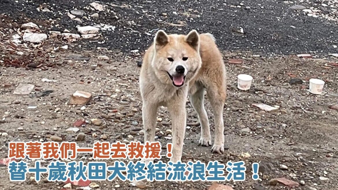 跟著我們一起去救援！替十歲秋田犬終結流浪生活！｜頻道會員一起救援計畫